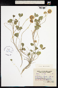 Trifolium repens image