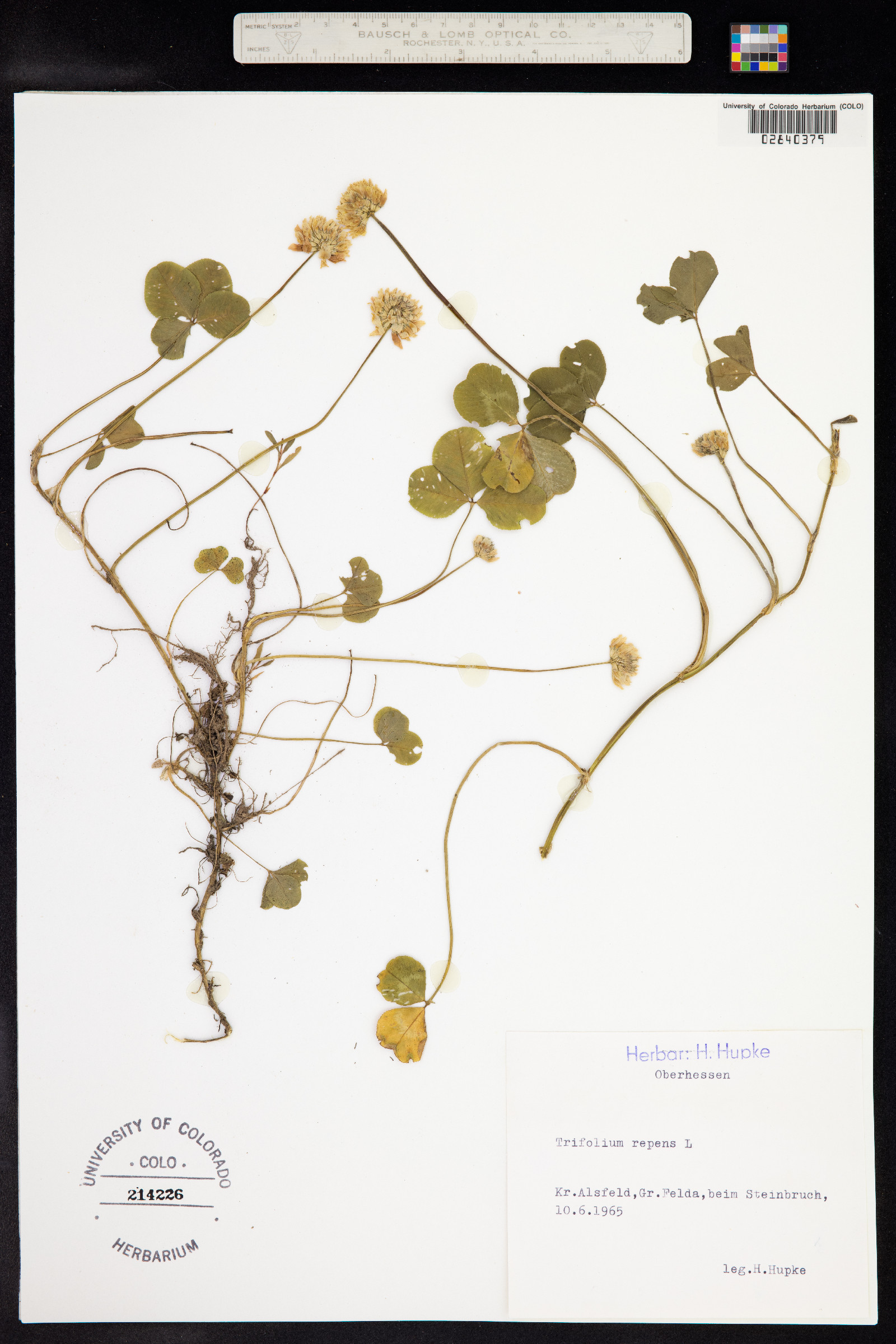 Trifolium repens image