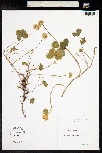 Trifolium repens image