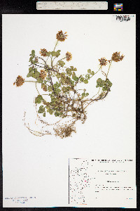 Trifolium repens image