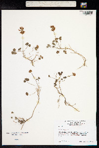 Trifolium repens image