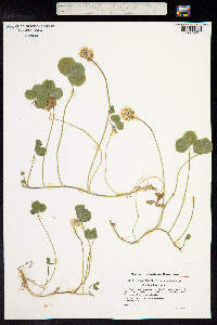 Trifolium repens image