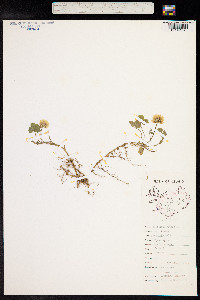 Trifolium repens image