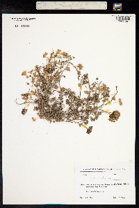 Trifolium repens image