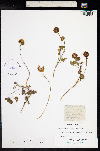 Trifolium repens image