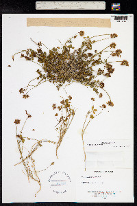 Trifolium repens image