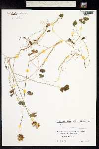 Trifolium repens image