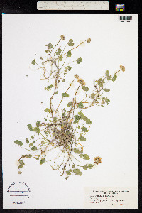 Trifolium repens image