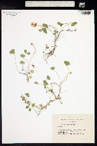 Trifolium repens image