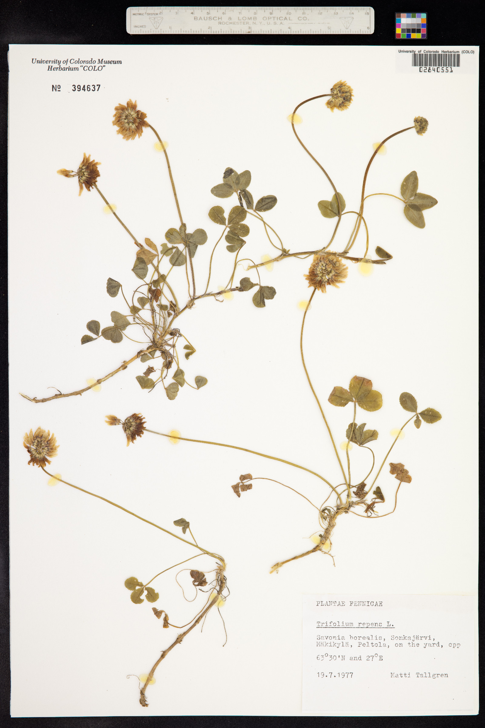 Trifolium repens image