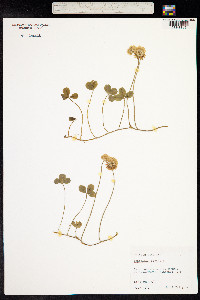 Trifolium repens image