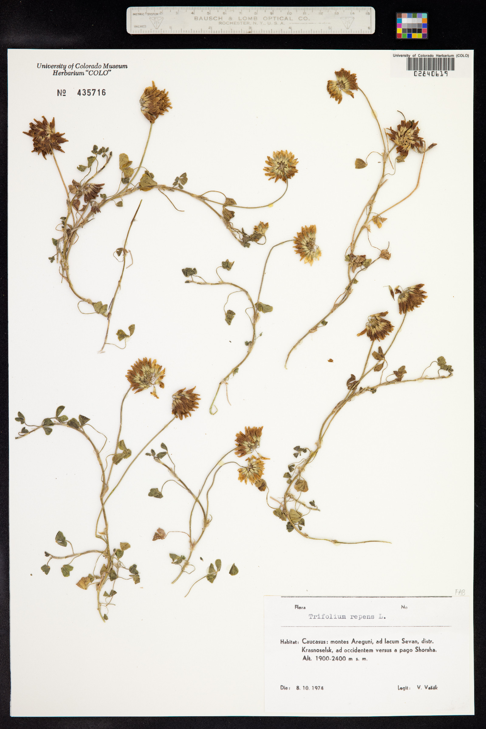 Trifolium repens image