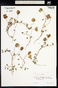 Trifolium repens image