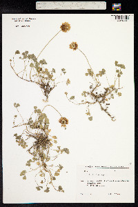 Trifolium repens image