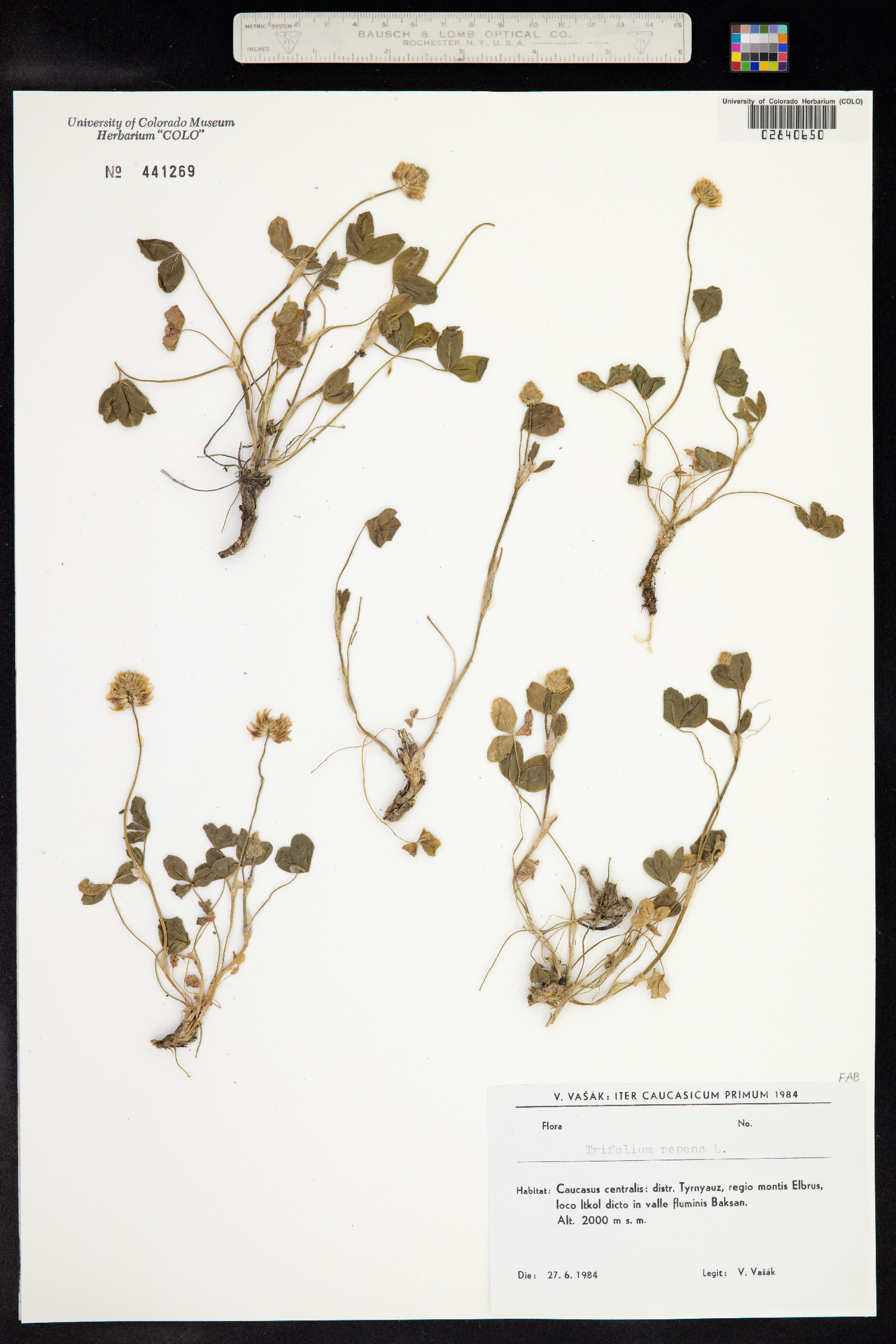 Trifolium repens image