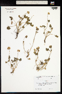 Trifolium repens image