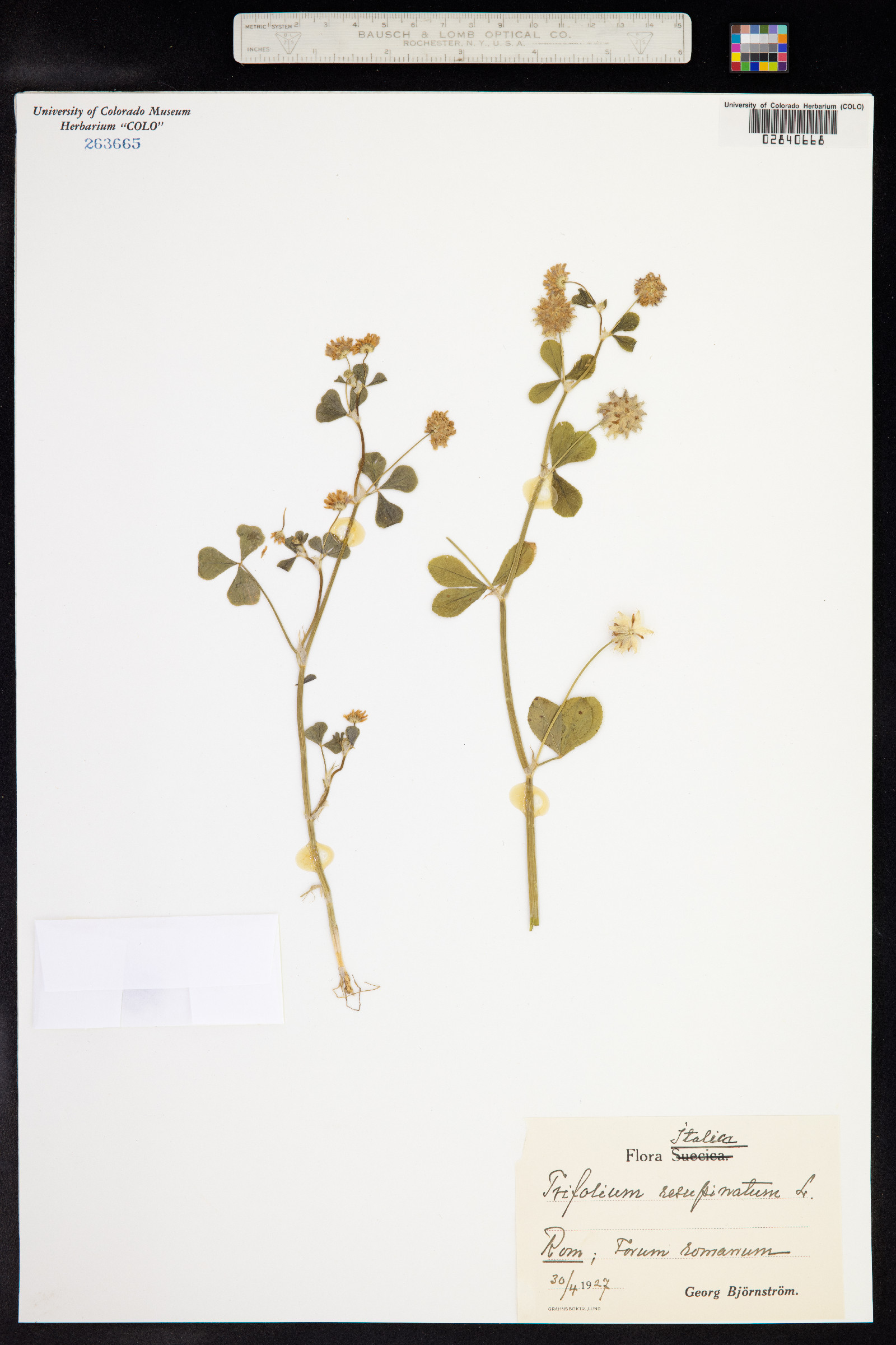Trifolium resupinatum image