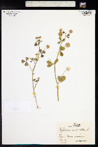 Trifolium resupinatum image