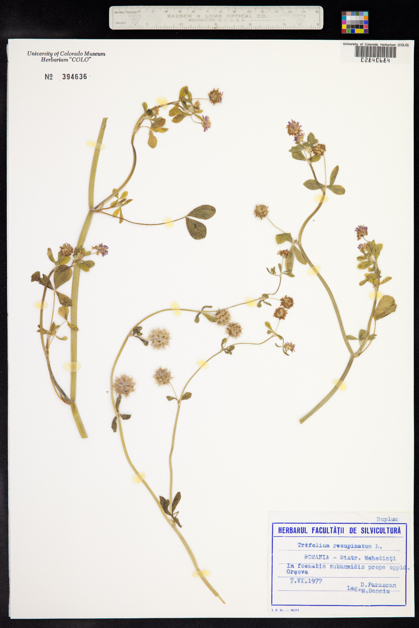 Trifolium resupinatum image