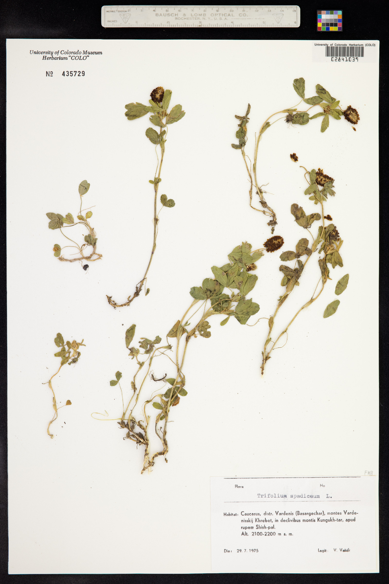 Trifolium spadiceum image
