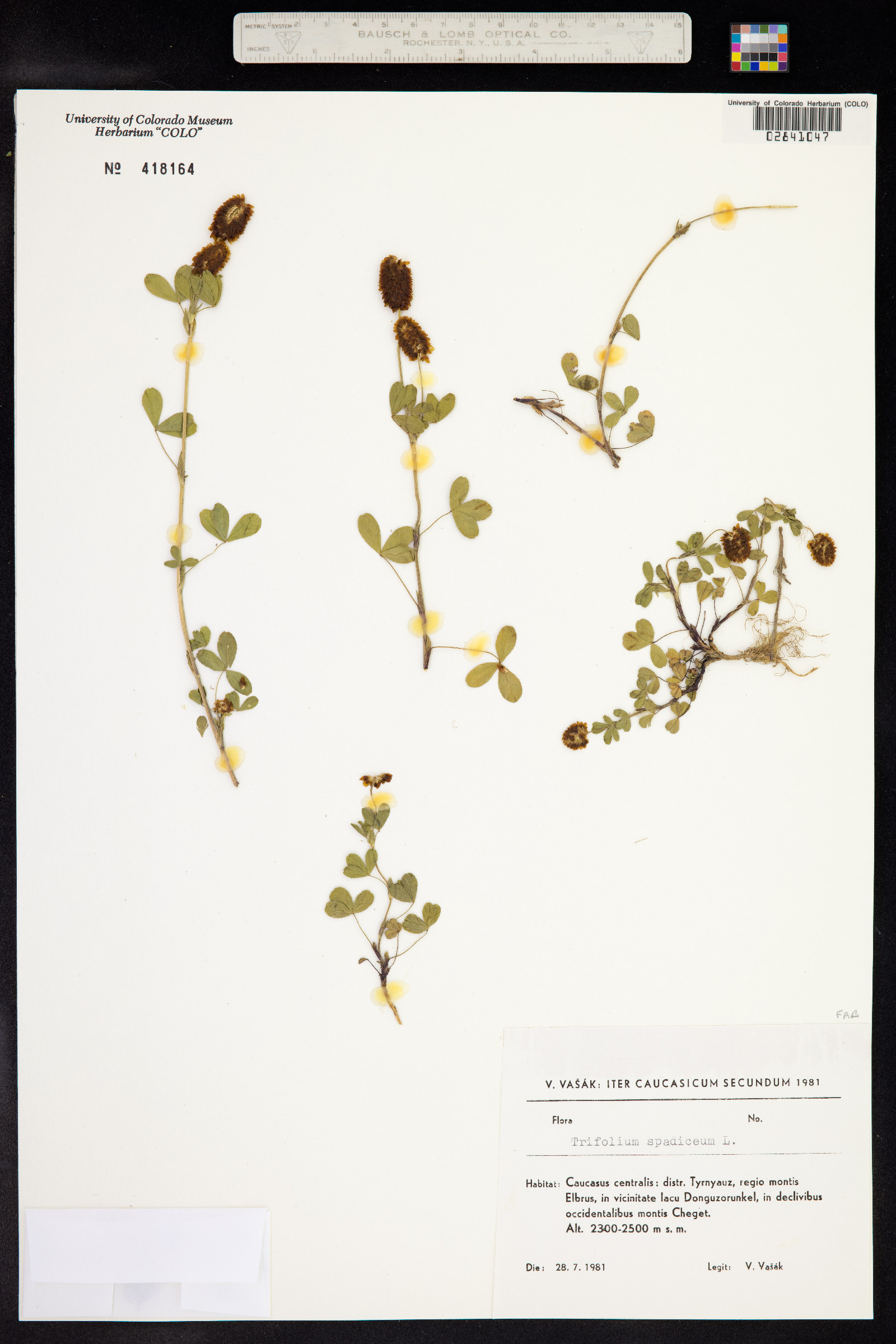 Trifolium spadiceum image