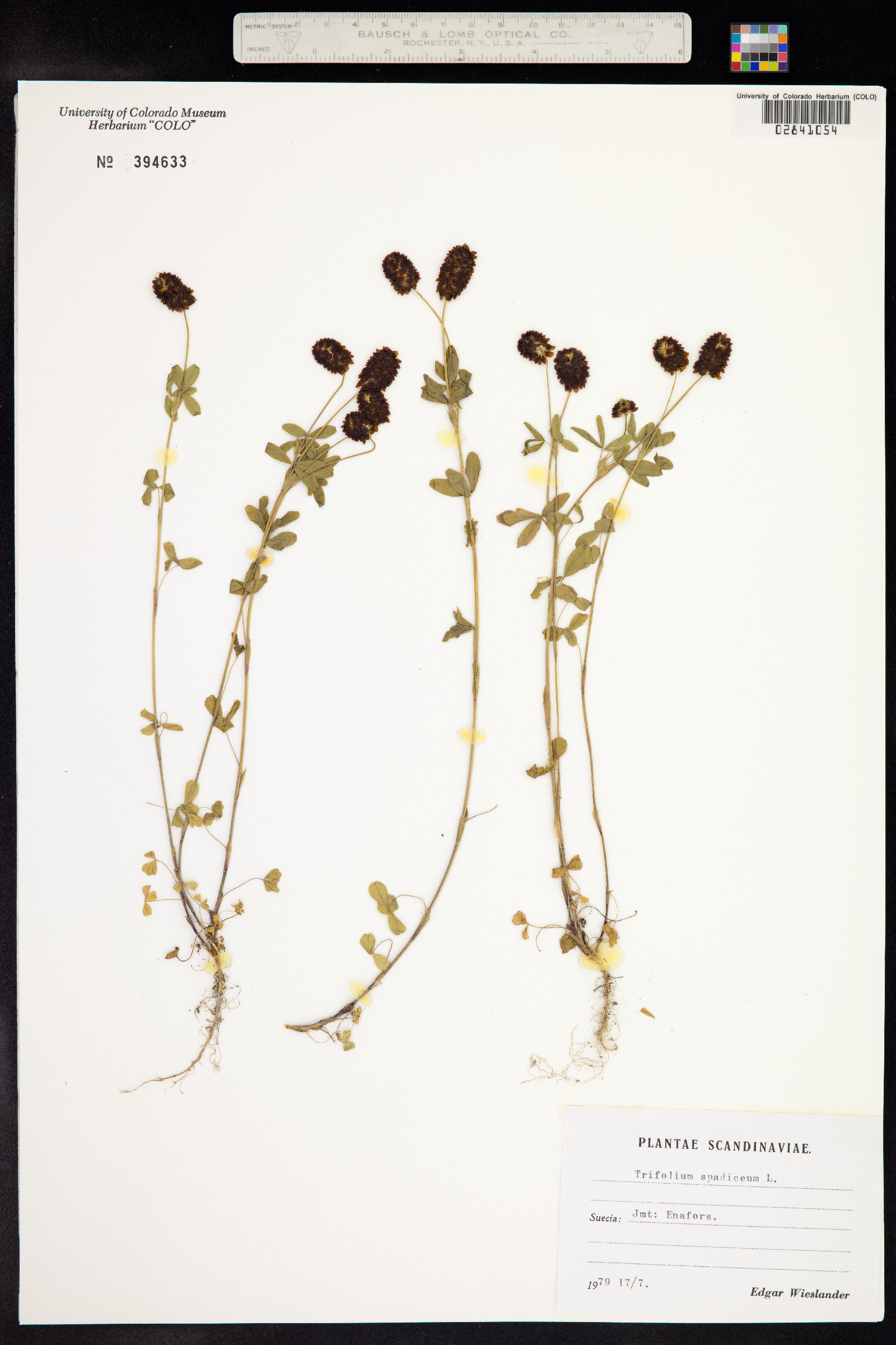 Trifolium spadiceum image