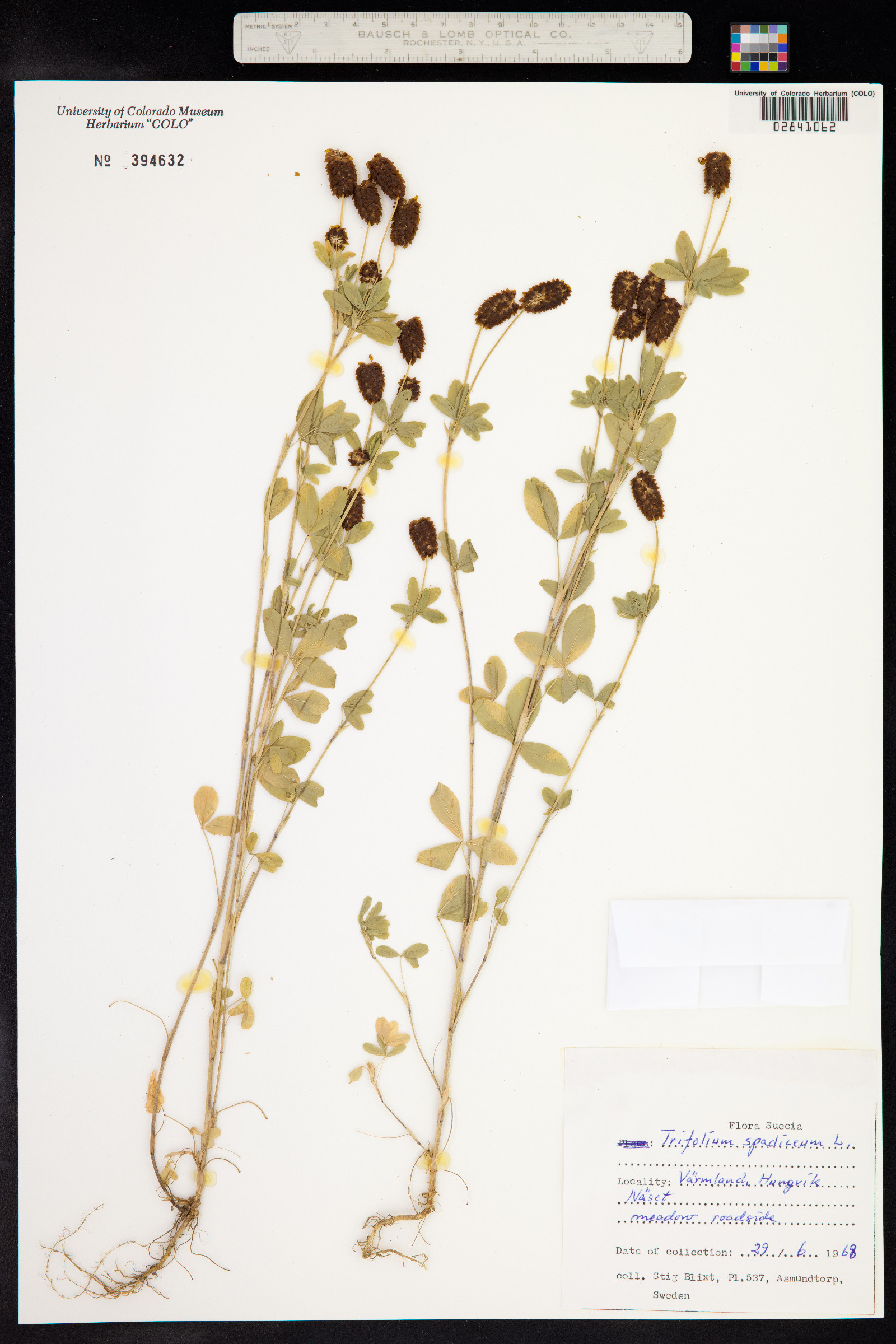 Trifolium spadiceum image