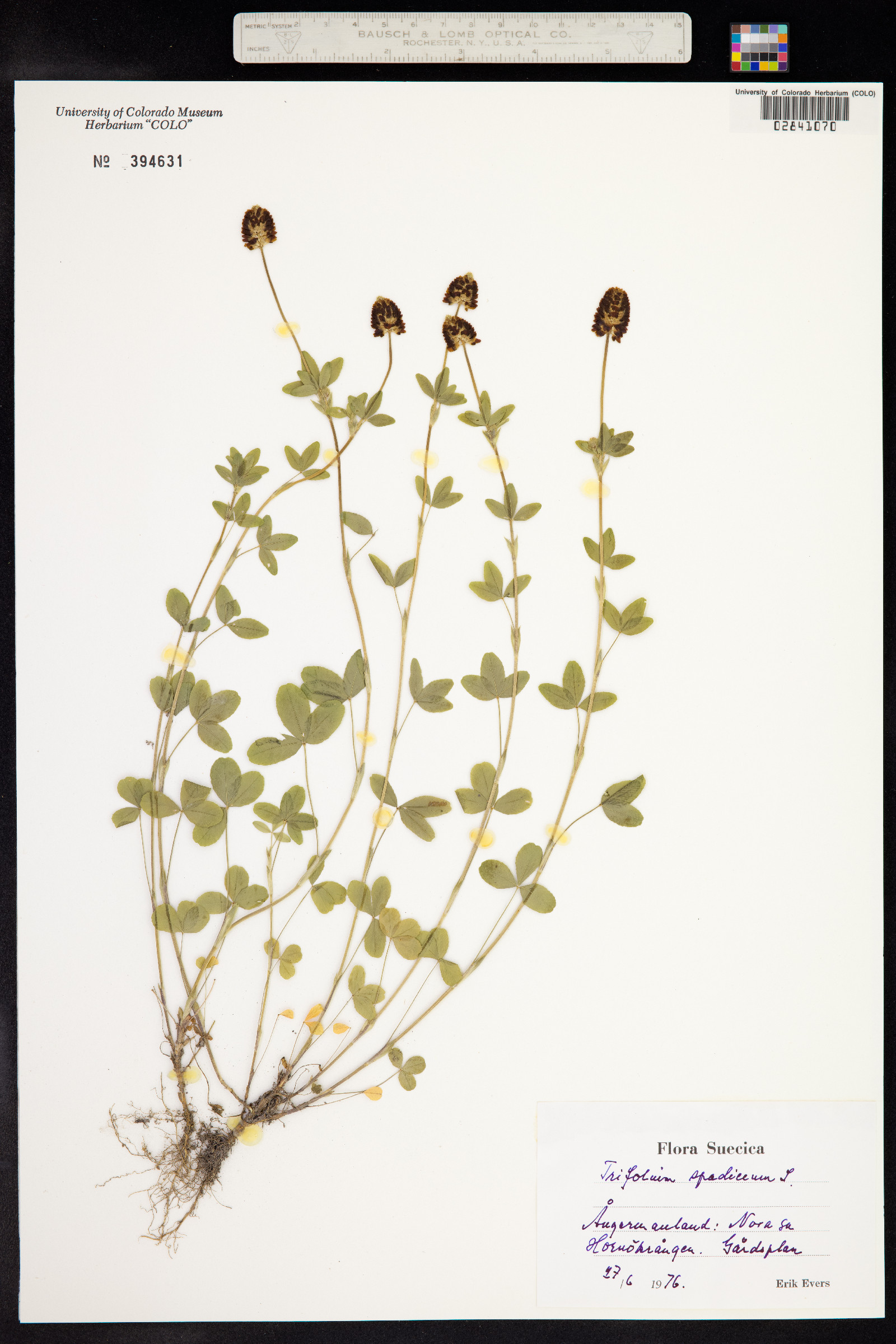 Trifolium spadiceum image