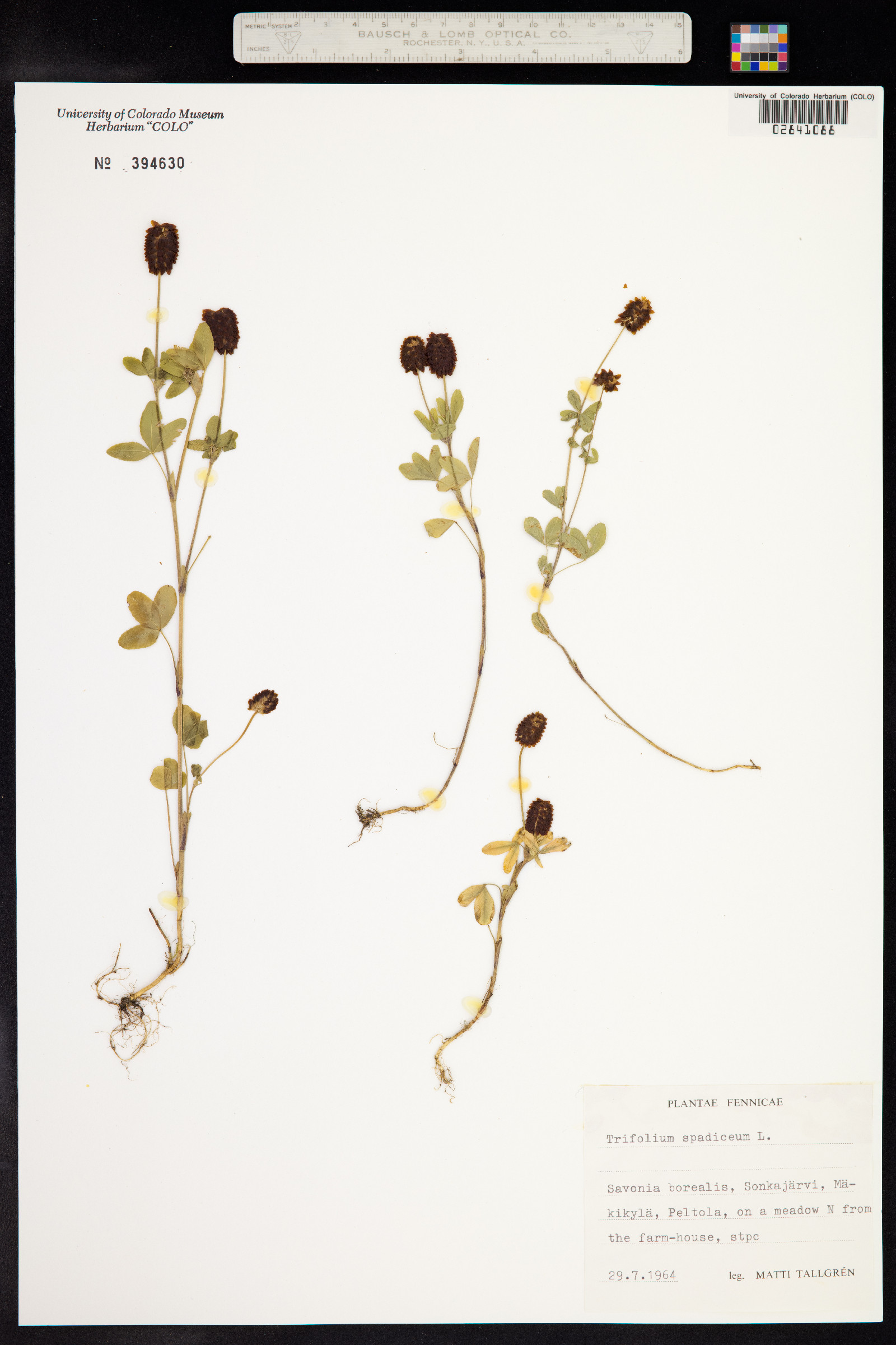 Trifolium spadiceum image