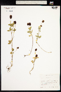 Trifolium spadiceum image