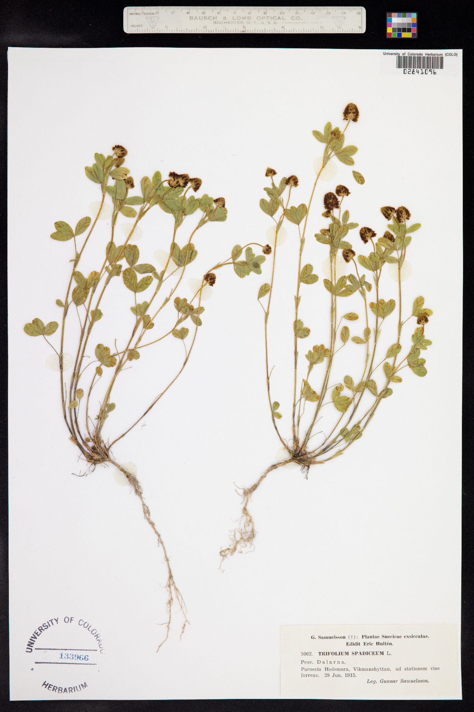 Trifolium spadiceum image