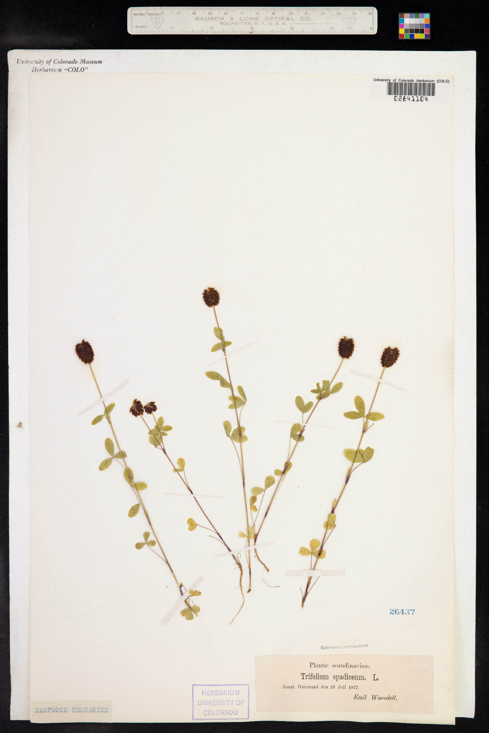 Trifolium spadiceum image