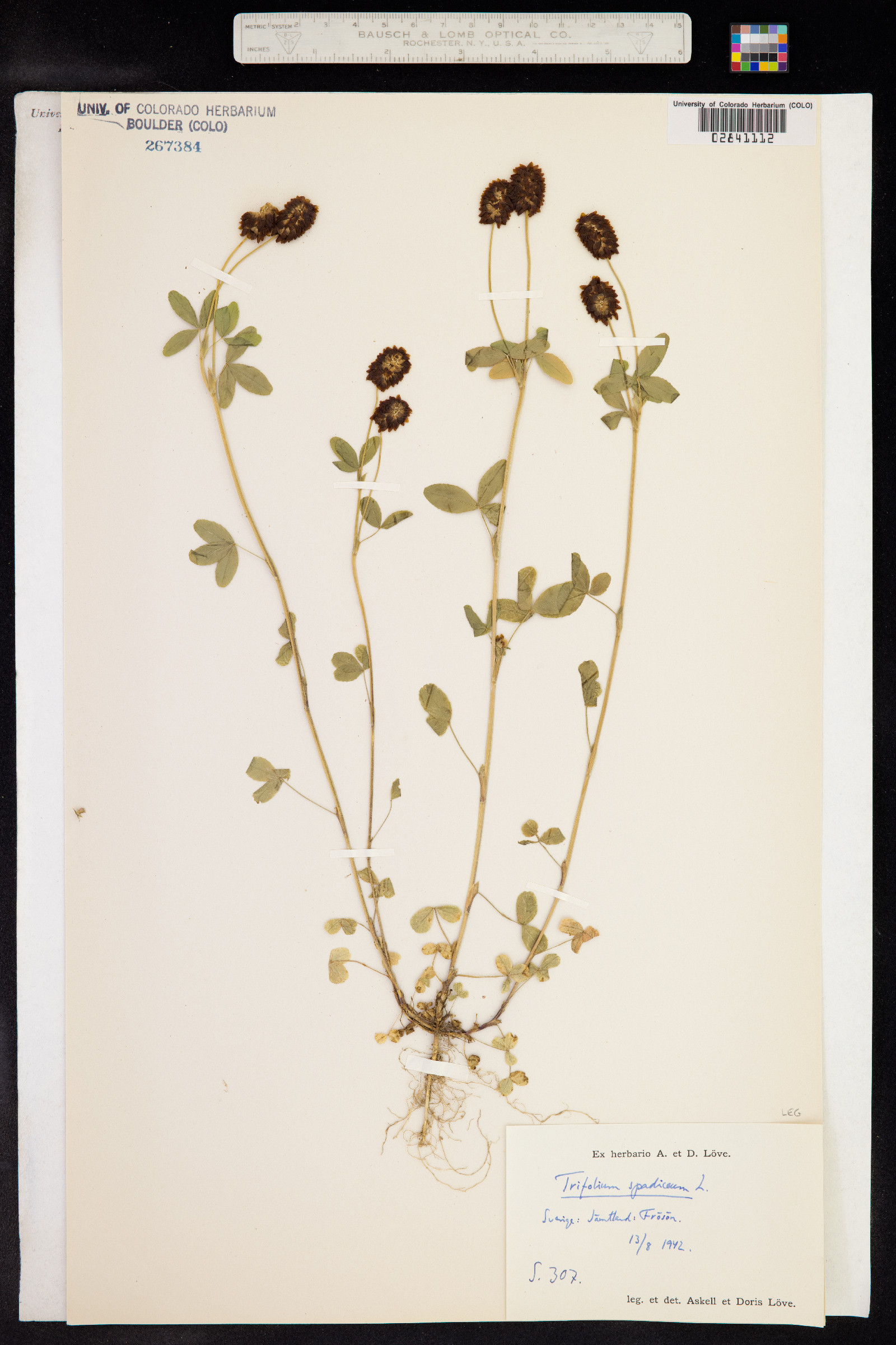 Trifolium spadiceum image