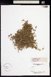 Trifolium scabrum image