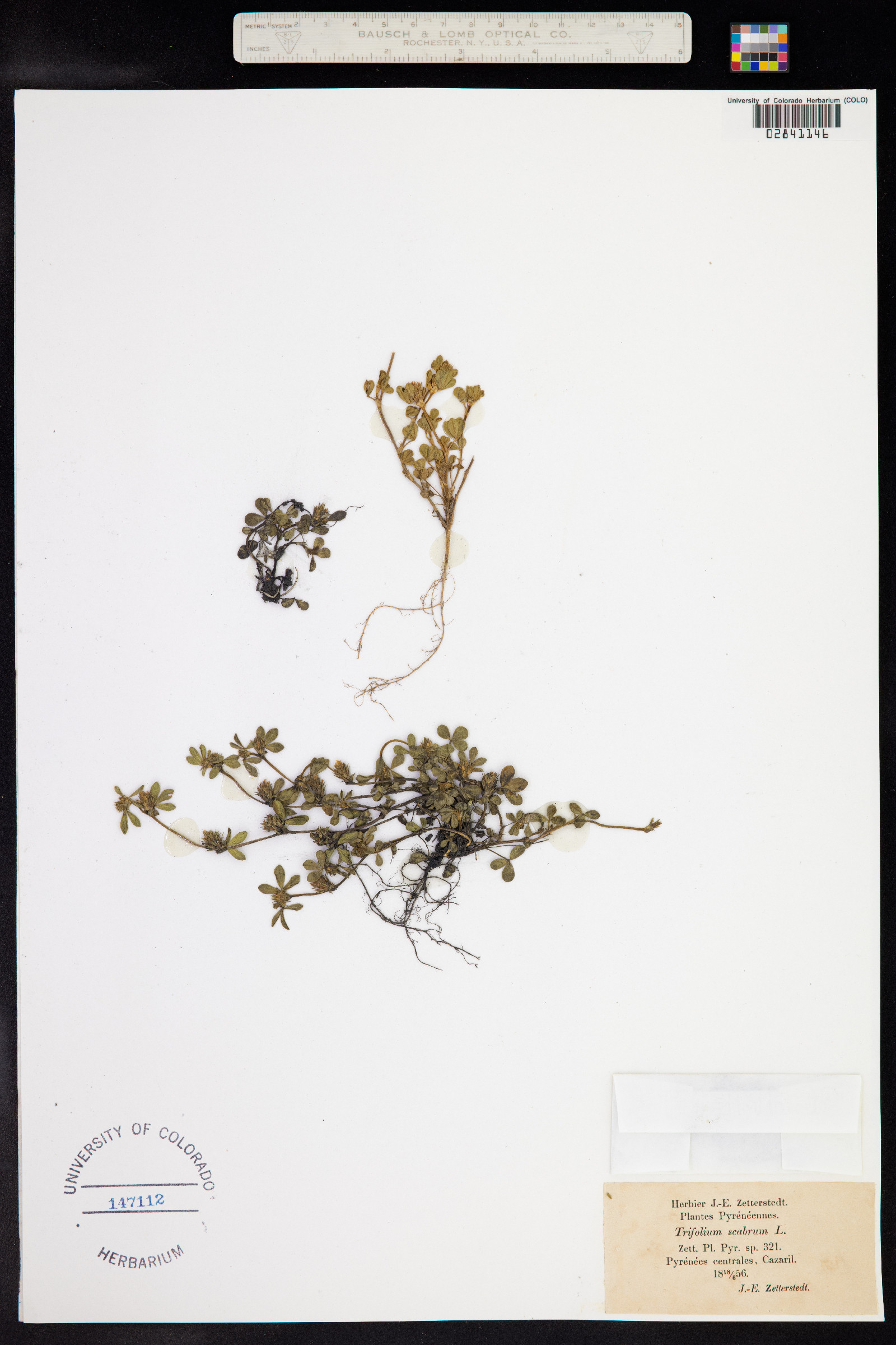 Trifolium scabrum image