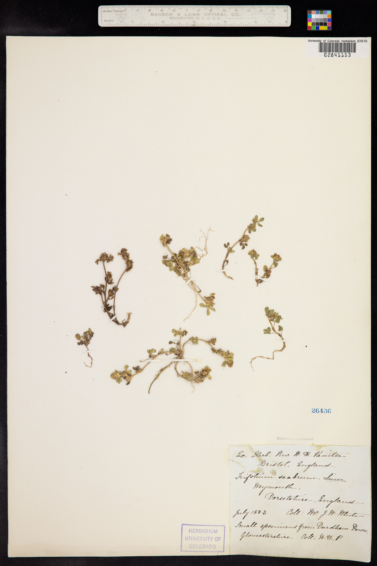 Trifolium scabrum image