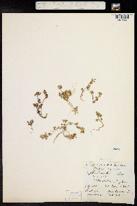 Trifolium scabrum image