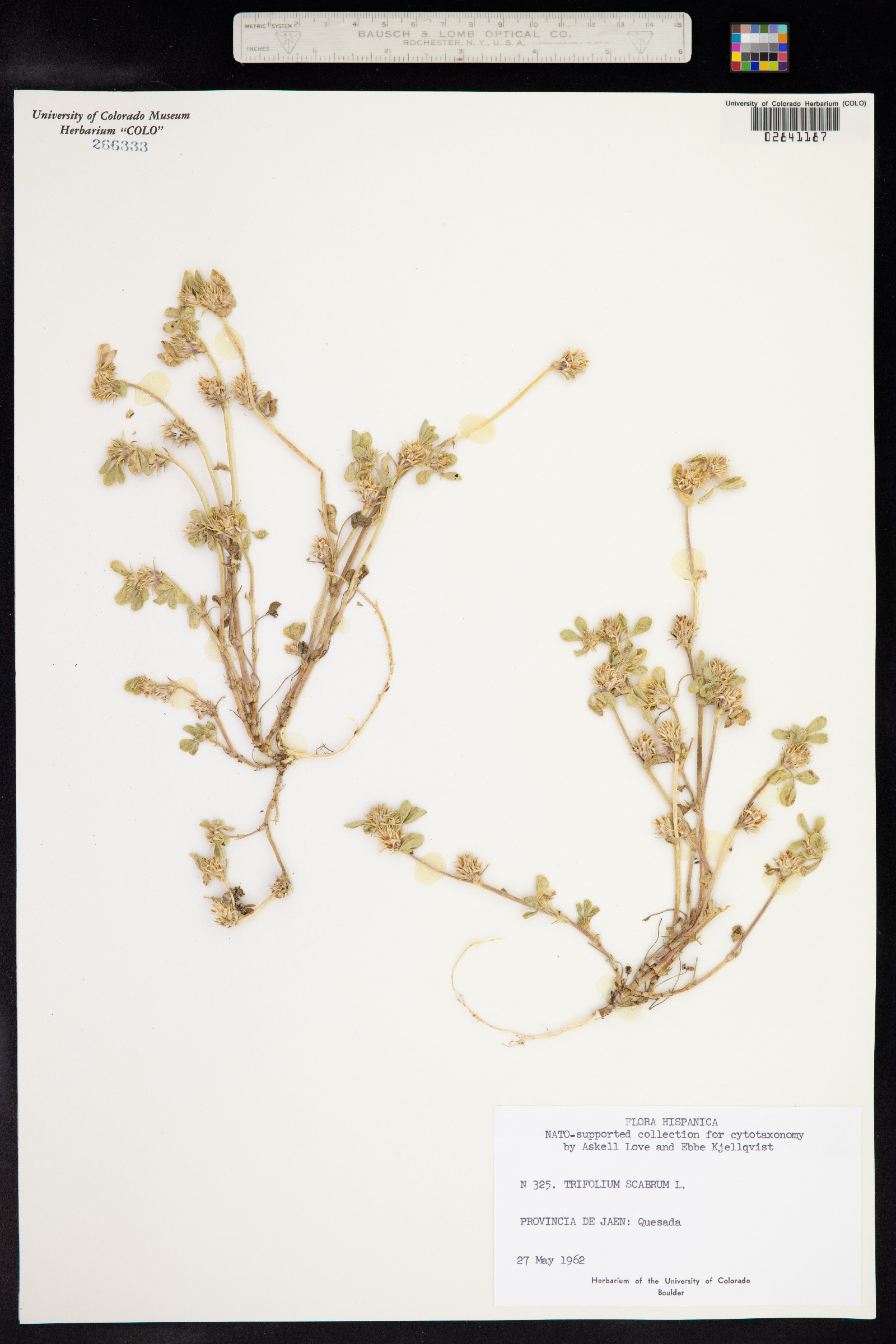 Trifolium scabrum image