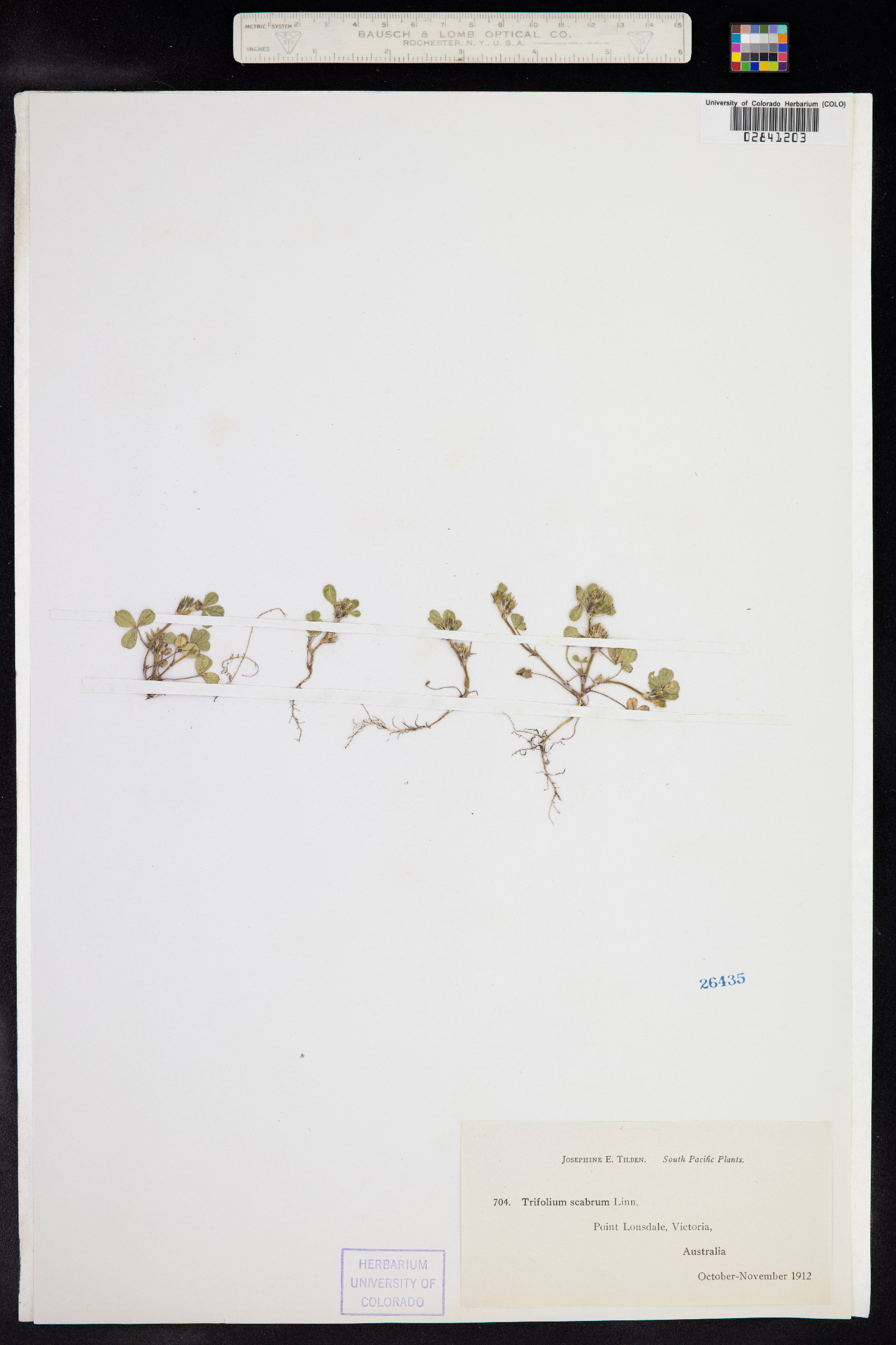 Trifolium scabrum image