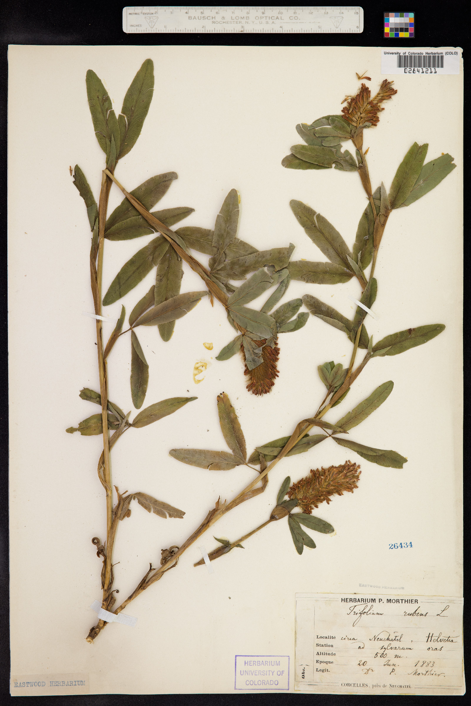 Trifolium rubens image