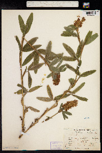 Trifolium rubens image