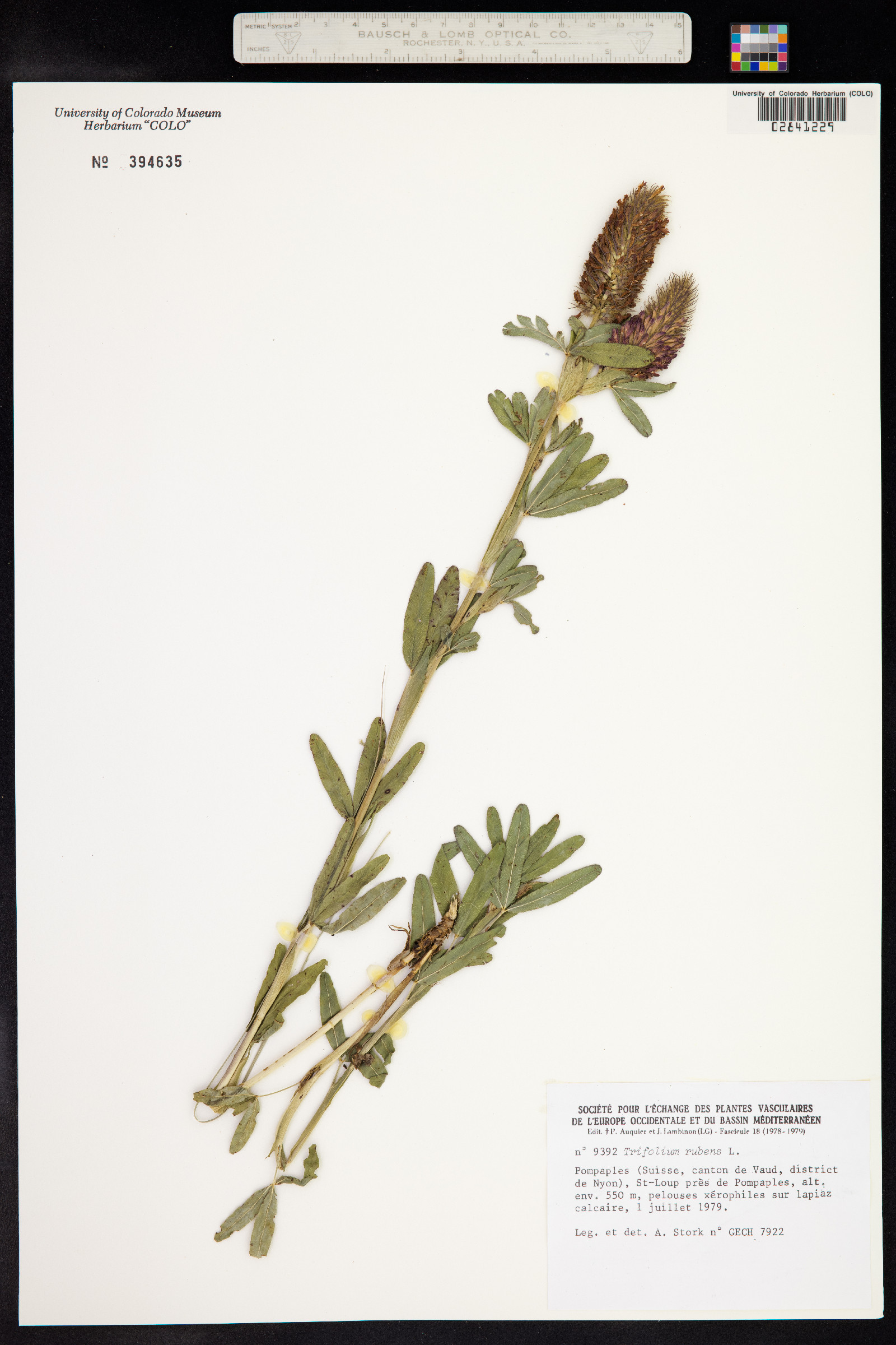 Trifolium rubens image