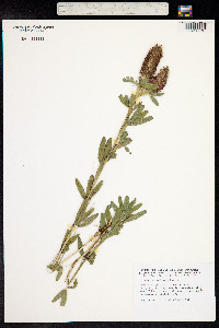 Trifolium rubens image