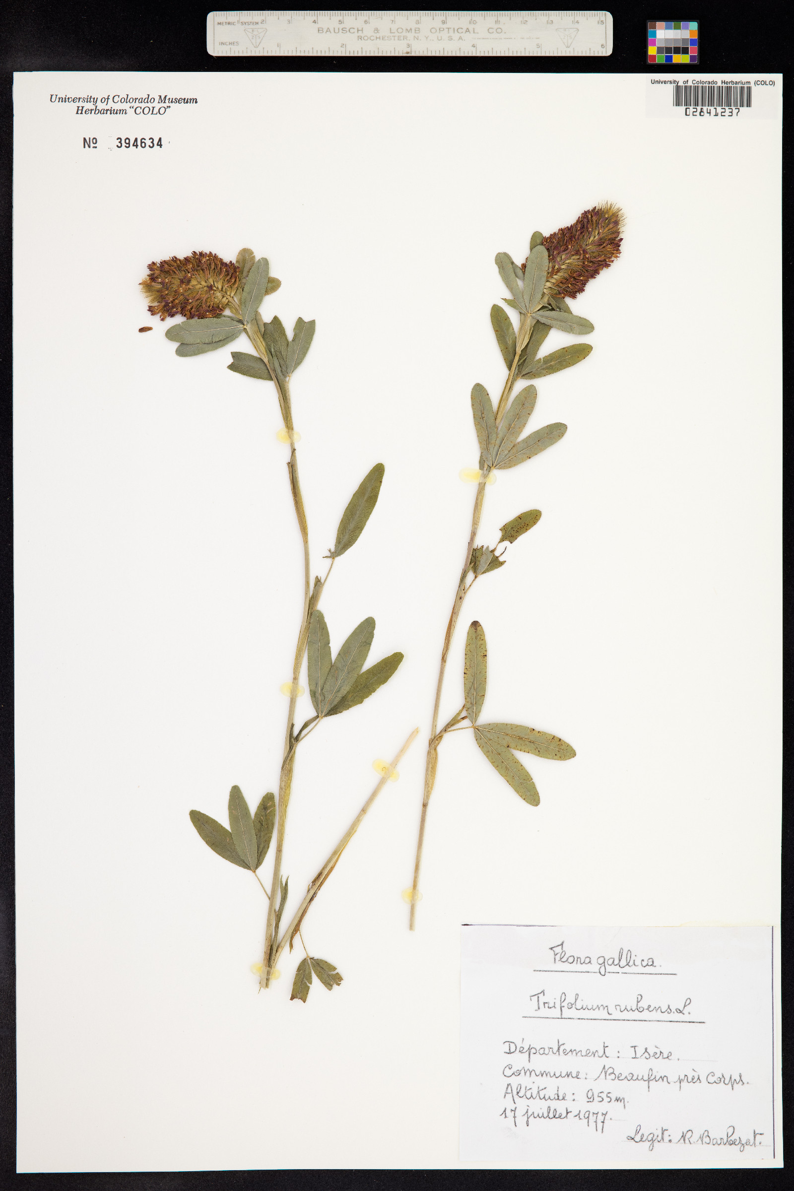 Trifolium rubens image