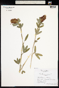 Trifolium rubens image