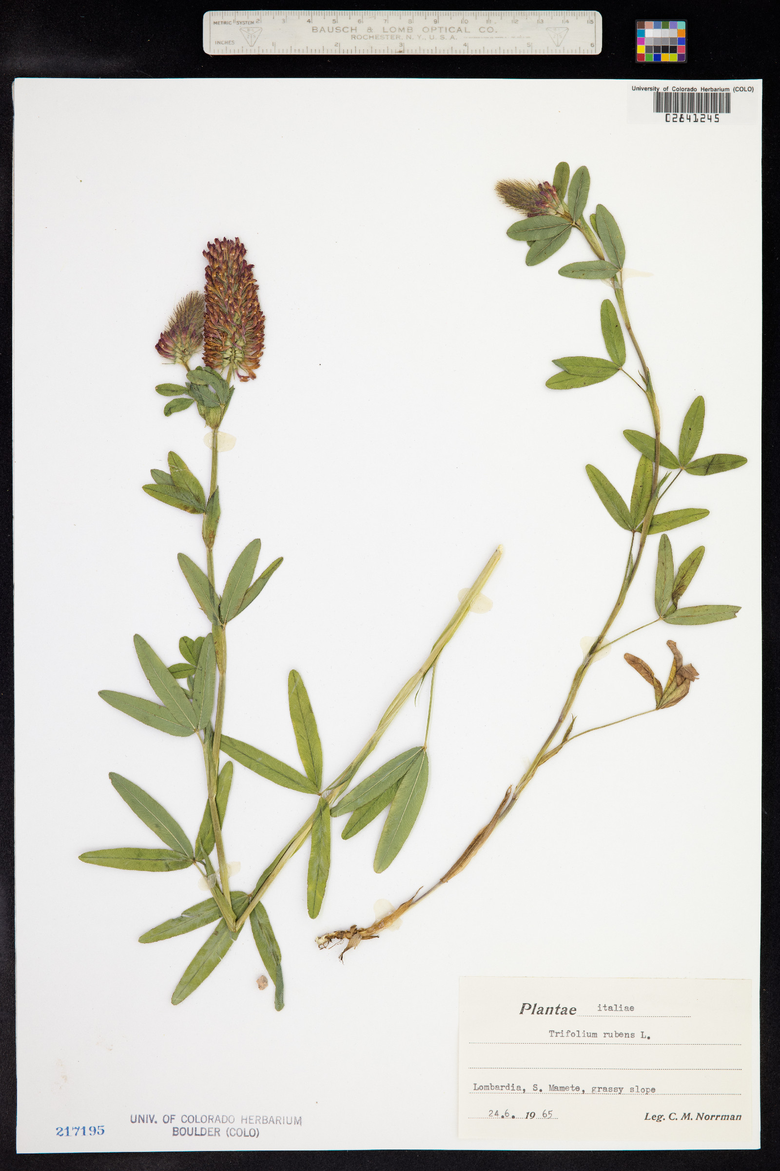 Trifolium rubens image