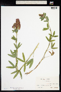 Trifolium rubens image