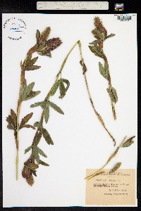 Trifolium rubens image