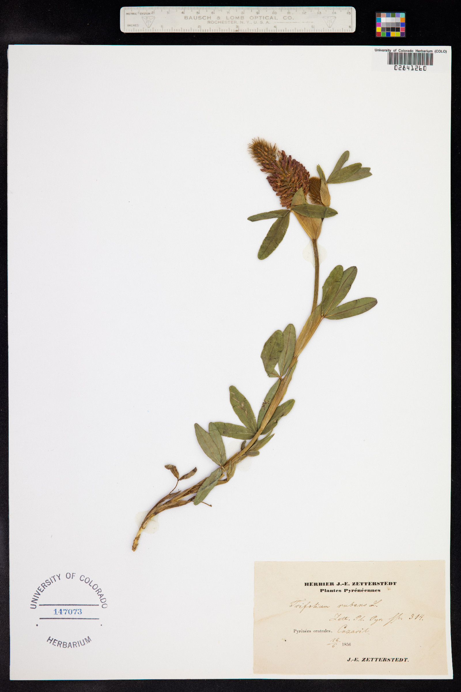Trifolium rubens image