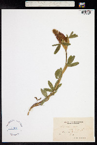 Trifolium rubens image